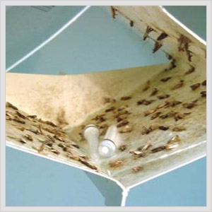 Moth Traps From Catchmaster Attract And Trap Small Food Moths